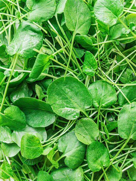 Watercress What Is Cress Varieties Live Eat Learn