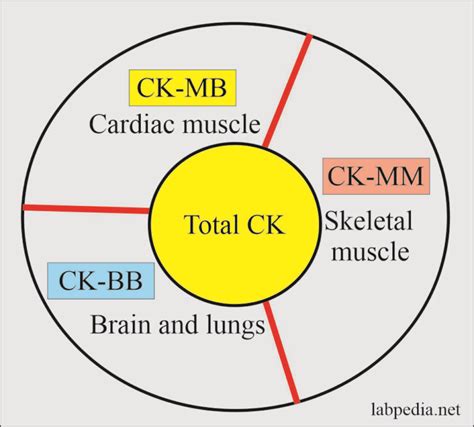 Cardiac Marker Part 2 CK MB Cardiac Enzyme Labpedia Net