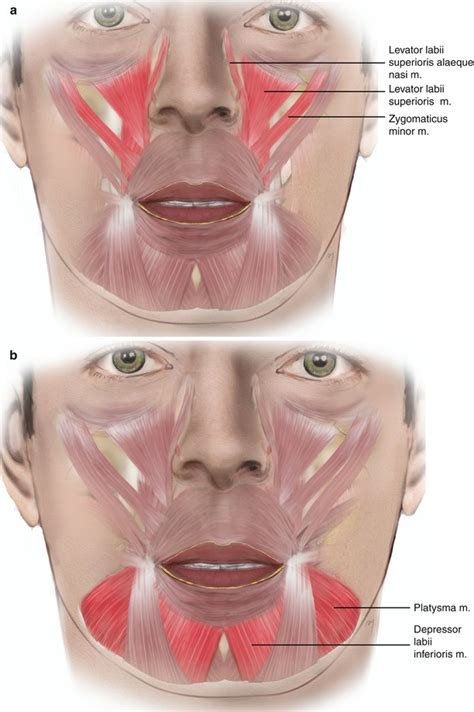 Chin Anatomy