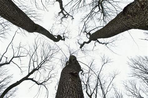 Naked Tree Branches Against The Cloudy Sky Background Stock Image Image Of Trees Dead