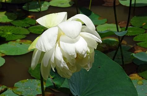 Fotos Gratis Blanco Hoja P Talo Verde Nica Nelumbo Nucifera