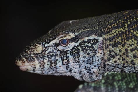 Nile monitor lizard - ZooChat