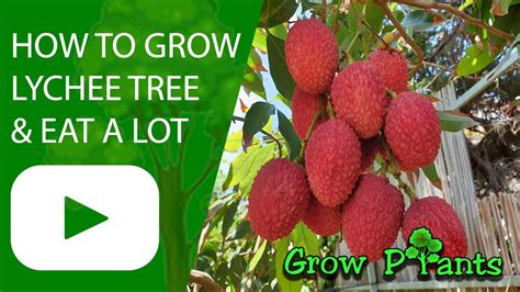 How To Grow Lychee Tree And Eat A Lot Youtube