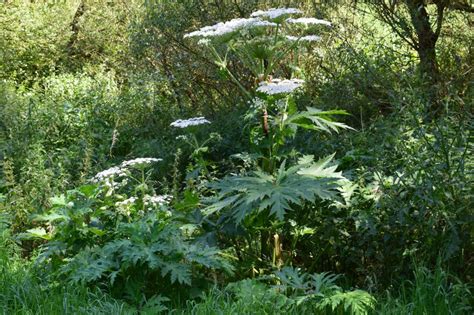 Giant Hogweed In London Facts Identification Removal