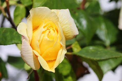 Rose Gelb Orange Gelbe Kostenloses Foto Auf Pixabay Pixabay