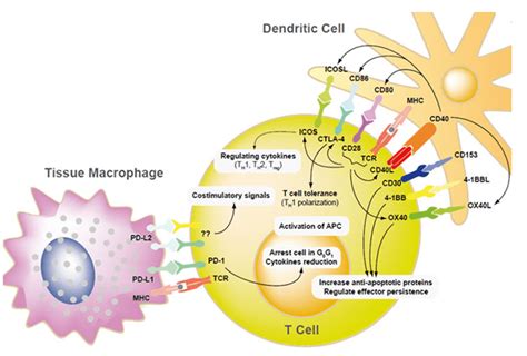 Immune Checkpoint Signaling Pathway Creative Diagnostics