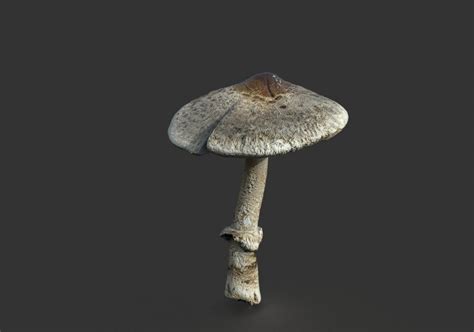 Mushroom 3 3d Model By Alenfsl