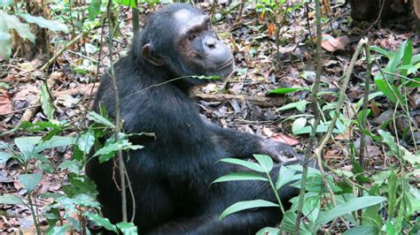 Days Discover Rwanda Safari Chimpanzee Gorilla Trekking