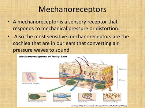 Ppt Senses System Powerpoint Presentation Free Download Id3057874