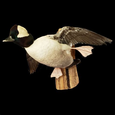 Blue Winged Teal Mounts Teal Taxidermy Texas Waterfowl Taxidermy