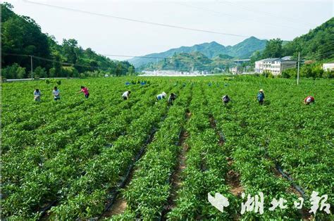 郧西再添1家省级农业产业化重点龙头企业 湖北日报新闻客户端