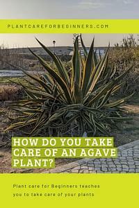 How do you take care of an Agave plant?