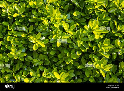 Privet Hedge Hi Res Stock Photography And Images Alamy