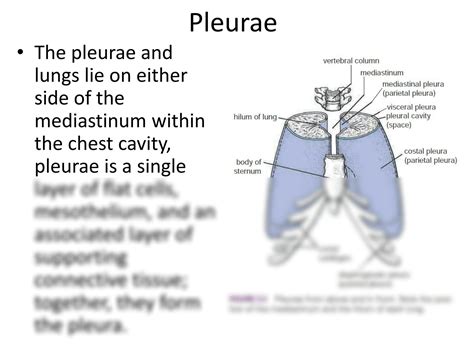 Solution Lecture Lung And Pleura Summer Studypool