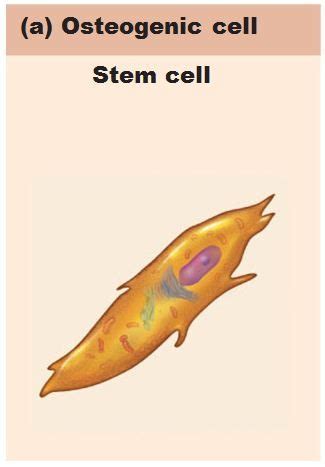 History Of Bone Tissue And Cells In Osseous Tissue Flashcards Quizlet