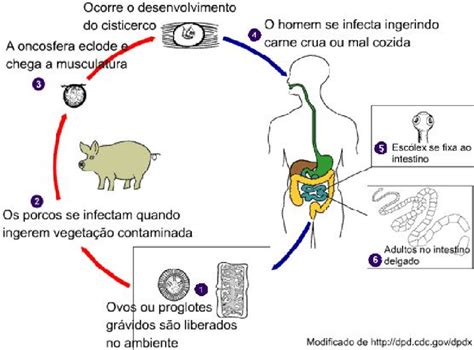 Spotlightmed Ciclo De Vida Taenia Solium Cisticercosis