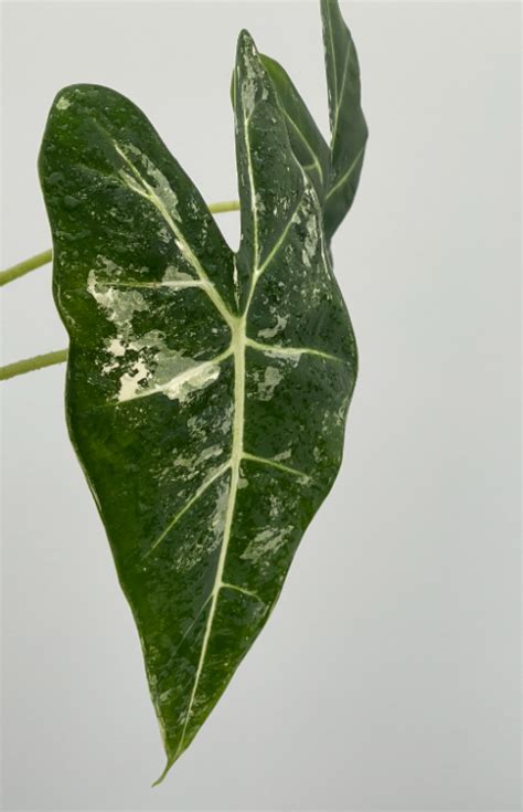 Alocasia Micholitziana Variegated Plantae Orchids And Rare Plants