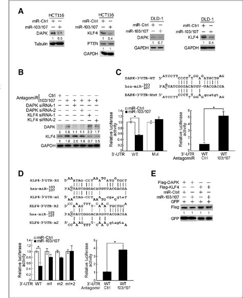 Figure From The Metastasis Suppressors Dapk And Klf Mir