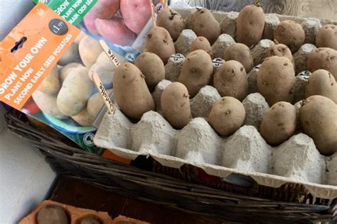 Chitting Potatoes Thrive