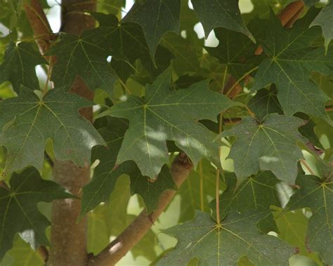 Green Mountain® Sugar Maple Shade Trees Mcmakin Farms