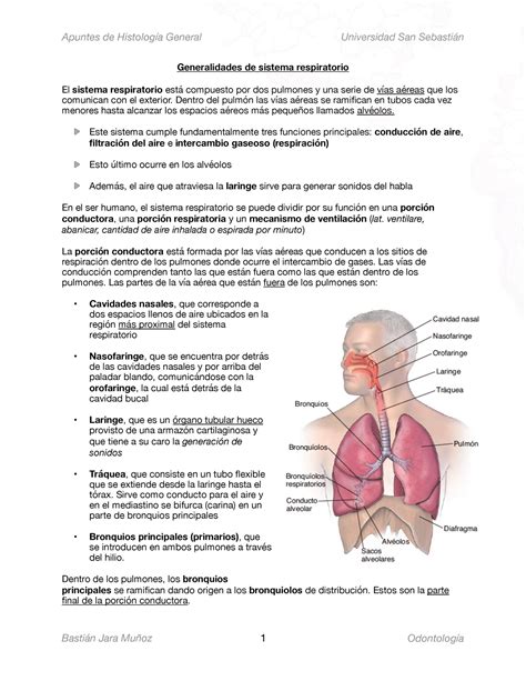 13 Sistema respiratorio PDF Apuntes de Histología General