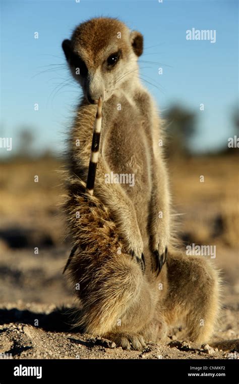 Meerkat Suricata Suricatta Adult Porcupine Quill Stuck Side Kalahari