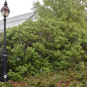 Willow Black Pussy Willow Faddegon S Nursery