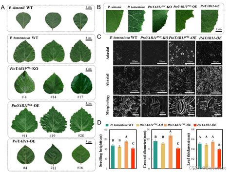 Plant Physiology：dap Seq助力揭示yabby11转录因子调控杨树叶形自然变异的分子机制yabby Emsa Csdn博客