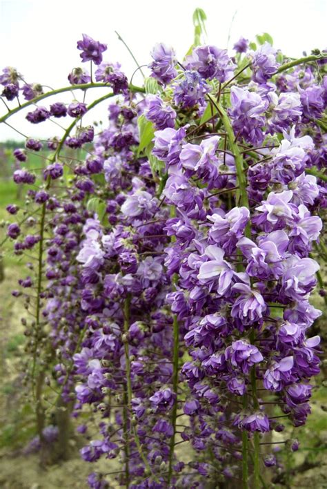 Wisteria Floribunda Violacea Plena Glicynia Kwiecista