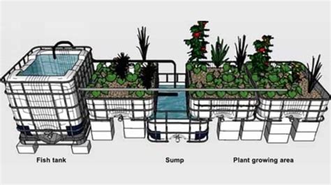 Aquaponics Fish Tank: How To Get The Right And Perfect Design - Green Life Zen