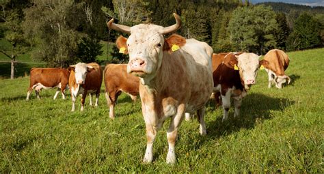 Gemeinsames Schreiben Der L Nder Zum Tierhaltungskennzeichnungsgesetz