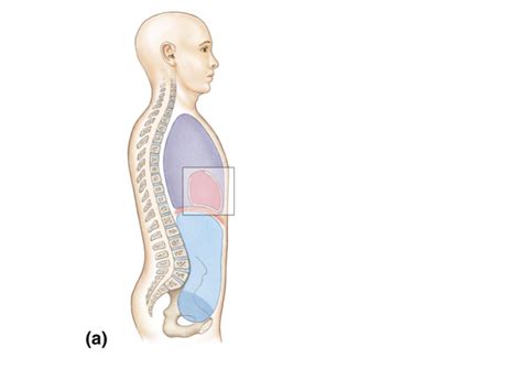 Human Body Orientation Diagram Quizlet