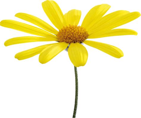 Download Yellow Daisy Isolatedon Blue Background