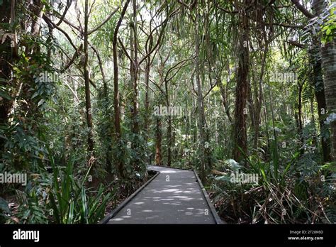 boardwalk leading through tropical plants and palm trees in cairns ...