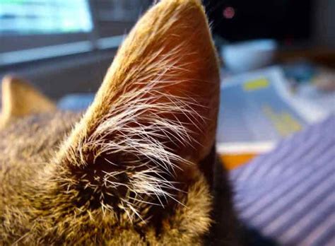 How To Clean A Cats Ears Safely And Effectively Solahart Handal