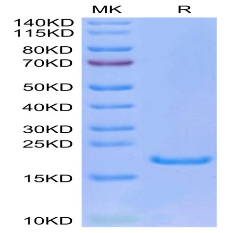 Human Il Protein Il He Kactus Biosystems Ushelf