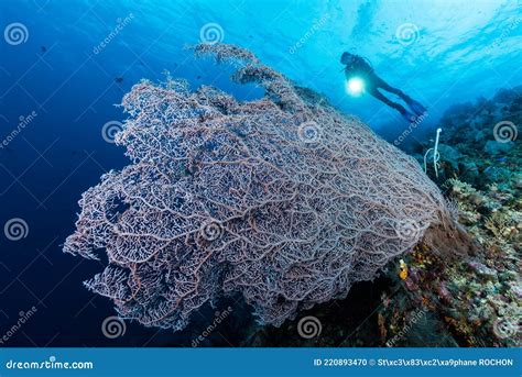 Sea Fan Or Gorgonian On The Slope Of A Coral Reef With Visible Water