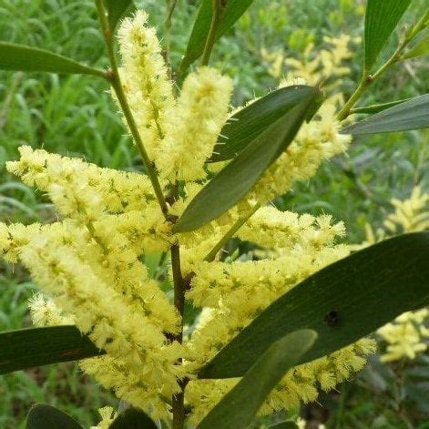 Acacia Longifolia Subsp Sophorae Coast Wattle Conservation