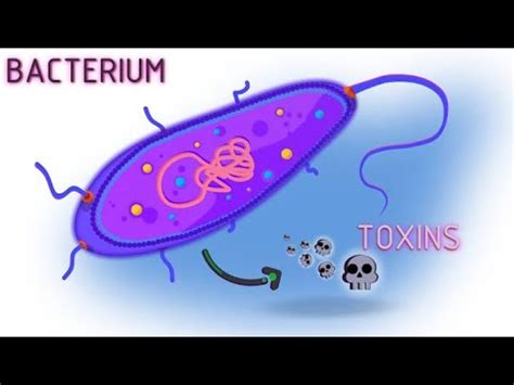 Examples of Bacteria Toxins ; Exotoxins, Endotoxins, Neurotoxins and Superantigens - YouTube