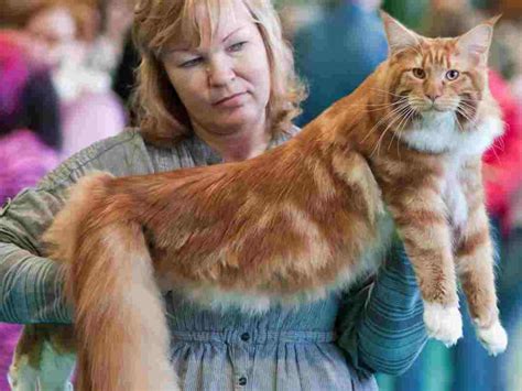 Orange Maine Coon The Ultimate Guide