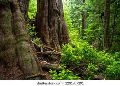 Western Red Cedar On Cheewhat Giant Stock Photo Shutterstock