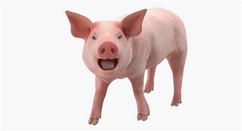 Pig Piglet Landrace Rigged Model TurboSquid 1377345