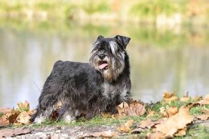 Schnauzer nain caractère et éducation PagesJaunes