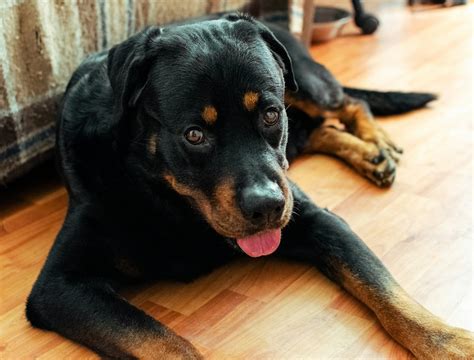 Cuidados Del Rottweiler Mantén A Tu Peludo En óptimas Condiciones Perro Es