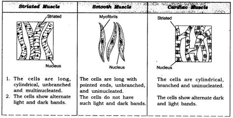 Smooth Muscle Diagram Class 9 Ncert Muscular Tissue Skeletal Smooth And Cardiac Muscle Online