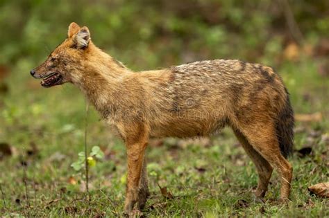 Golden Jackal Or Canis Aureus Side Profile In Natural Scenic Green