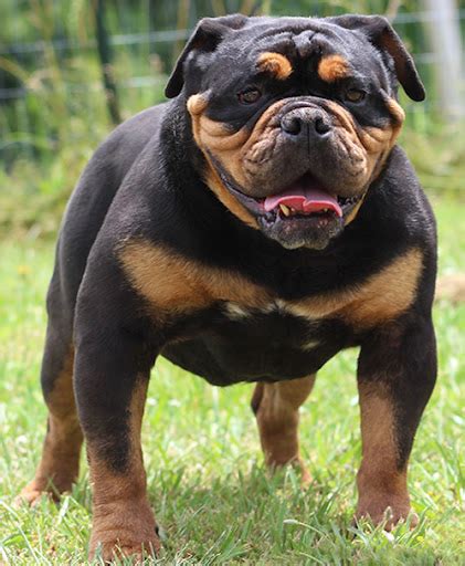 Black And Tan Olde Bulldogge 3