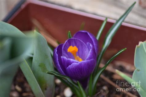 Crocus Photograph By Beverly Mcleod Fine Art America