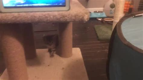 45 Seconds Of Kitten Chaos Album On Imgur