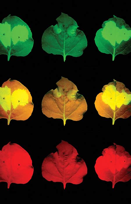 RNAi | Science | AAAS 